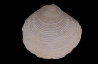 藏品(薄殼鏡文蛤)的圖片